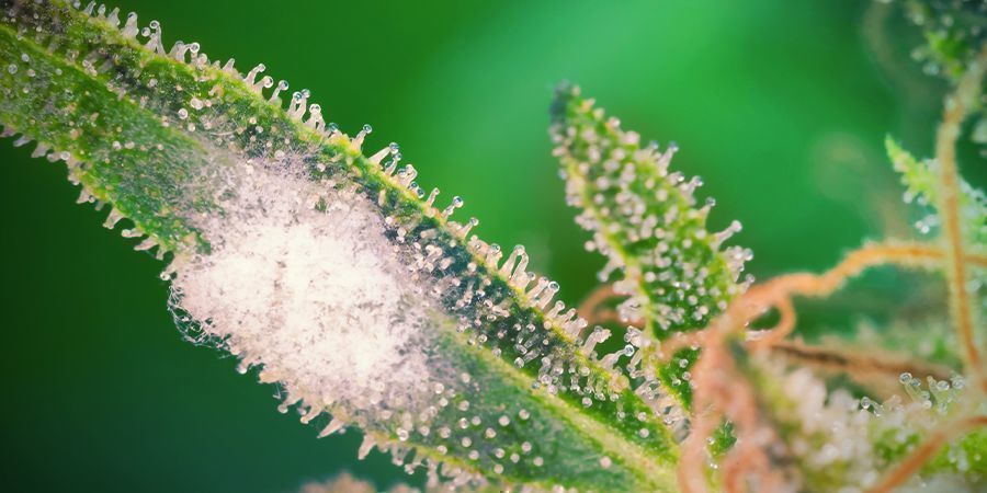 PASSO 7: PROTEJA AS SUAS PLANTAS DE CANÁBIS DE BOLOR/PRAGAS E VIGIE AS FOLHAS