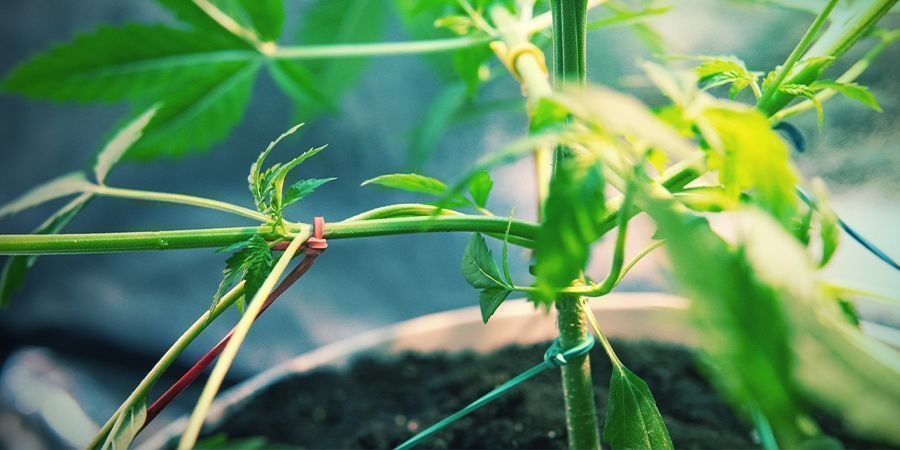 PASSO 8: SE DESEJAR, PODE TREINAR AS SUAS PLANTAS DE CANÁBIS PARA INCREMENTAR A PRODUÇÃO