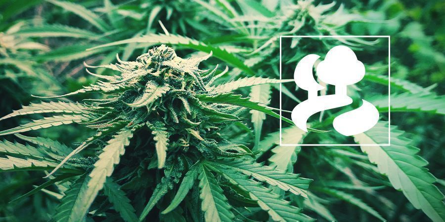 Cannabis Cultivada pelo Método Guerrilla