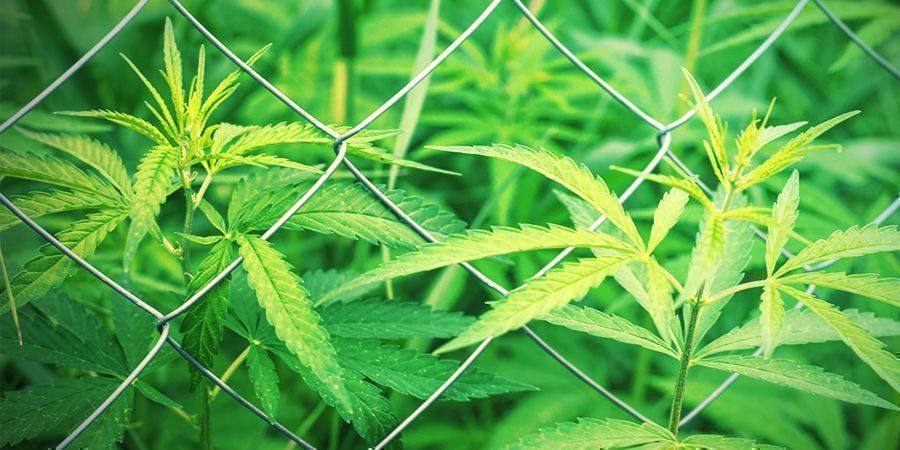 Como preparar a tua plantação de canábis guerrilheira