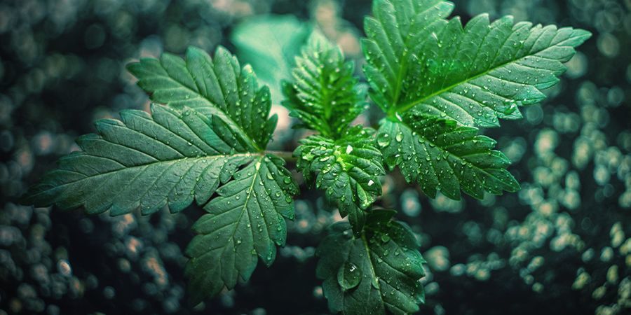 Manutenção de um cultivo de cannabis de guerrilha