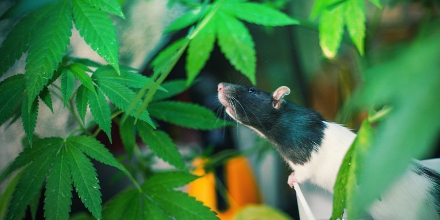 Quais são as vantagens e desvantagens do cultivo de guerrilha?