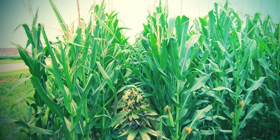 O que é o cultivo guerrilha?