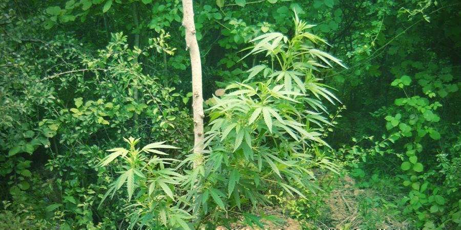Onde instalar a sua plantação de guerrilha
