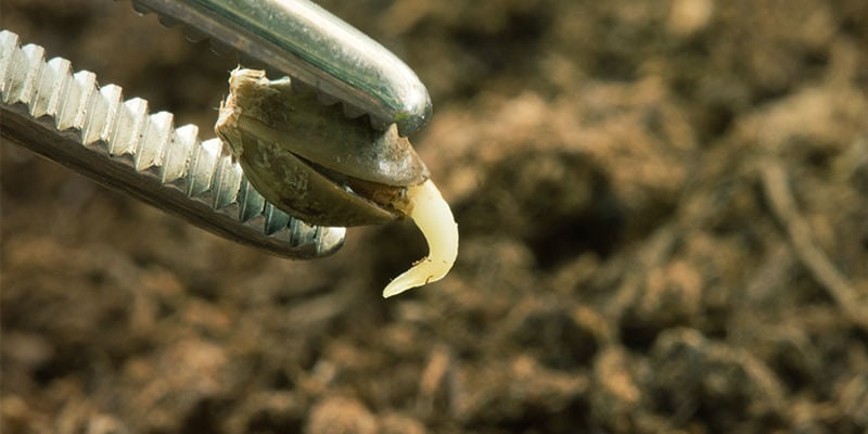 Germinação / Sementeira (março e abril)
