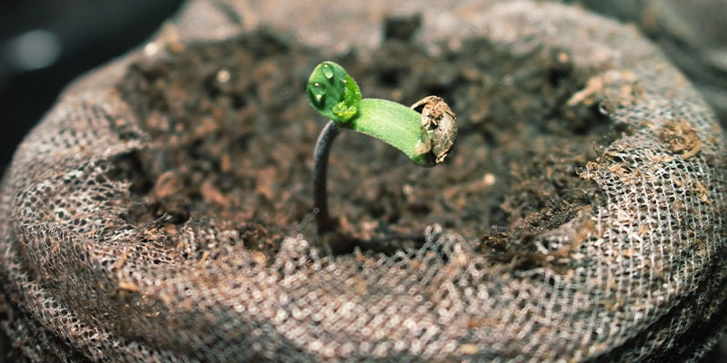 Germinação / Sementeira (Março)