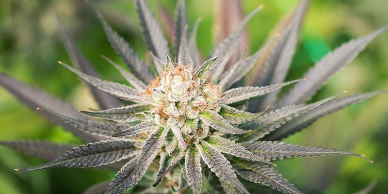 Cultivar autoflorescentes no exterior