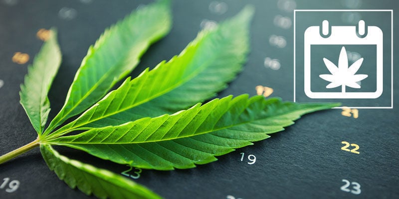 Calendário de cultivo exterior de canábis da Zamnesia