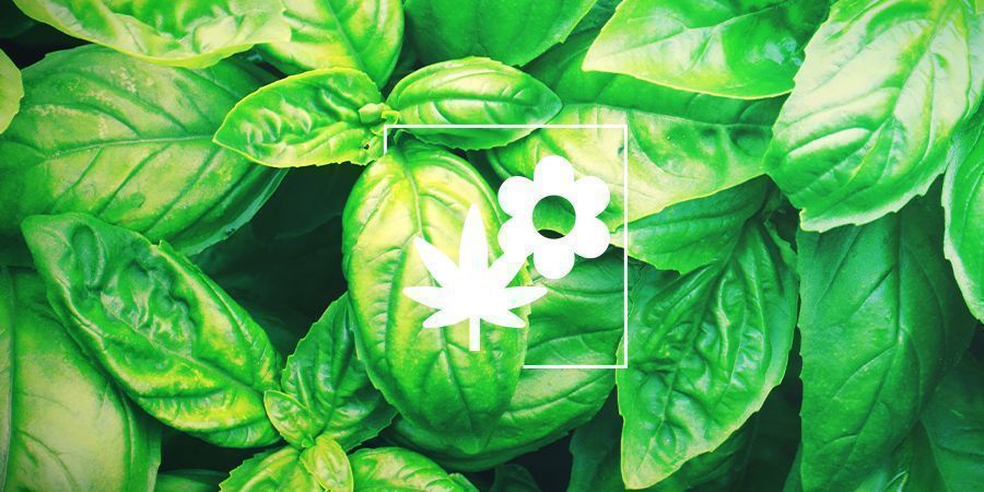 Plantas companheiras para cannabis: manjericão