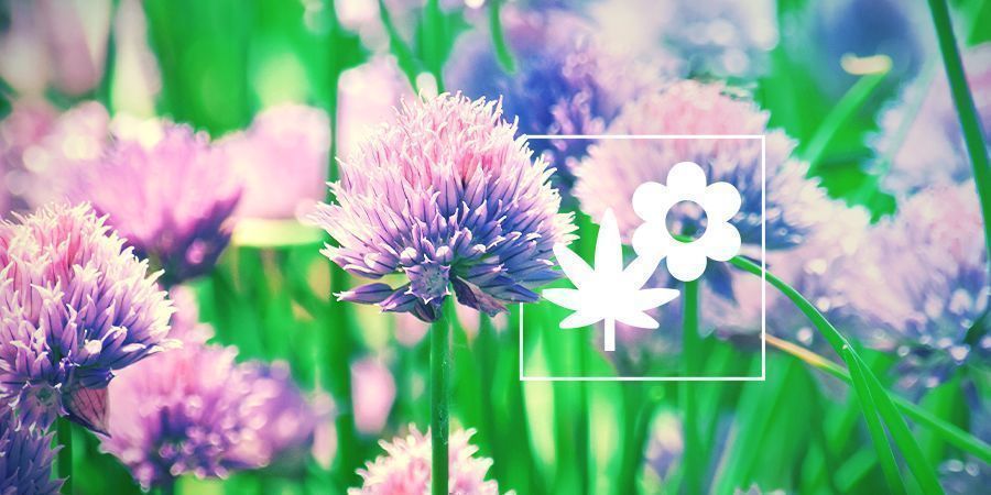 Plantas companheiras para canábis: Cebolinho
