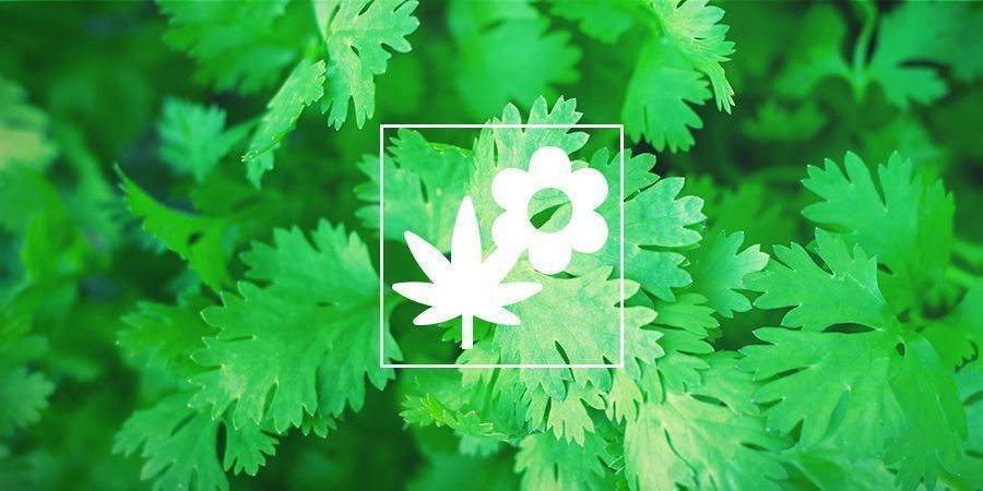 Plantação complementares de canábis: Coentros