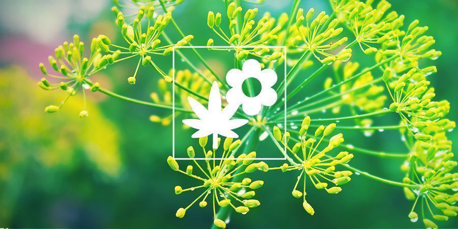 Cultivo companheiro de canábis: endro