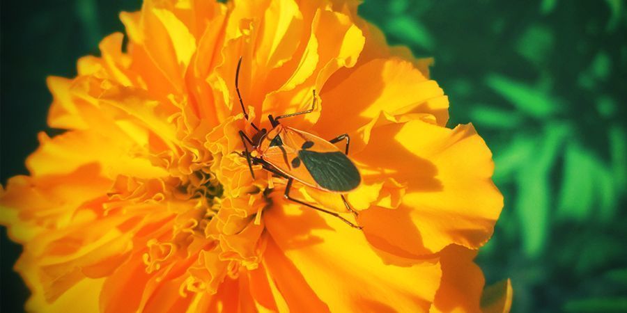 considera criar uma camada protetora de tagetes à volta da tua plantação de canábis