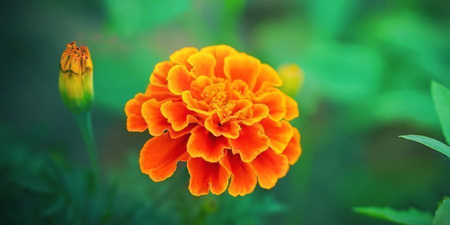 TAGETE: EXCELENTE PARA PLANTAÇÃO COMPANHEIRA DE CANÁBIS