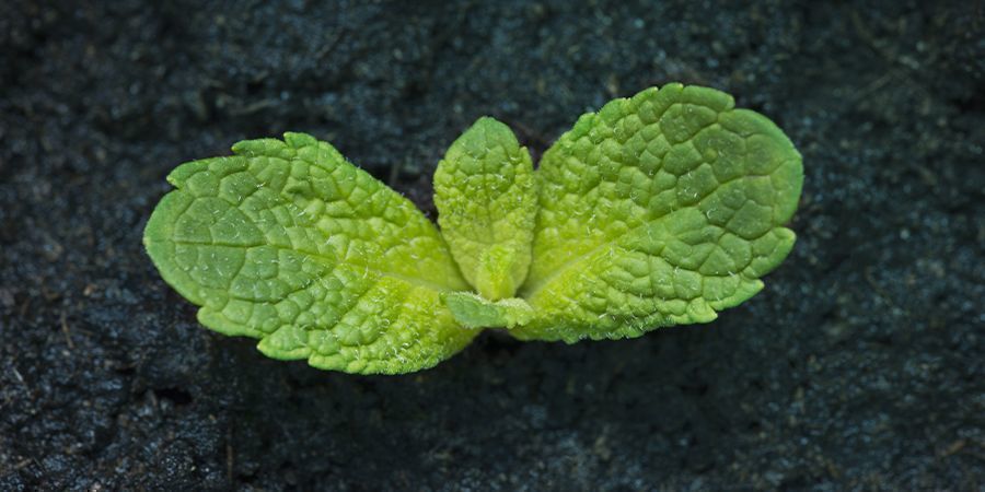 Como cultivar hortelã