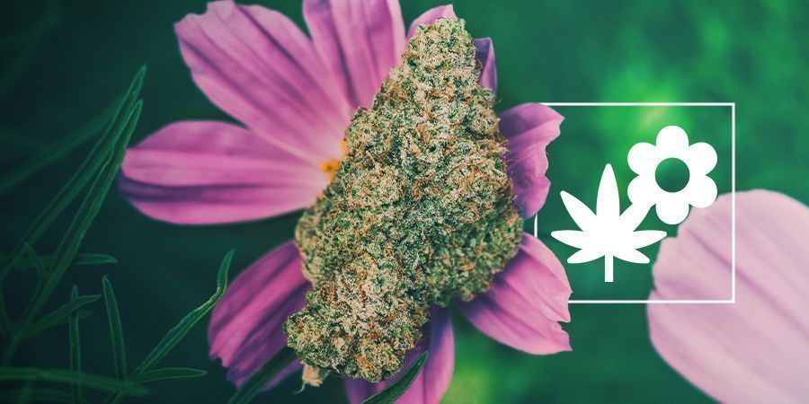 Como melhorar o cultivo de canábis com plantas companheiras