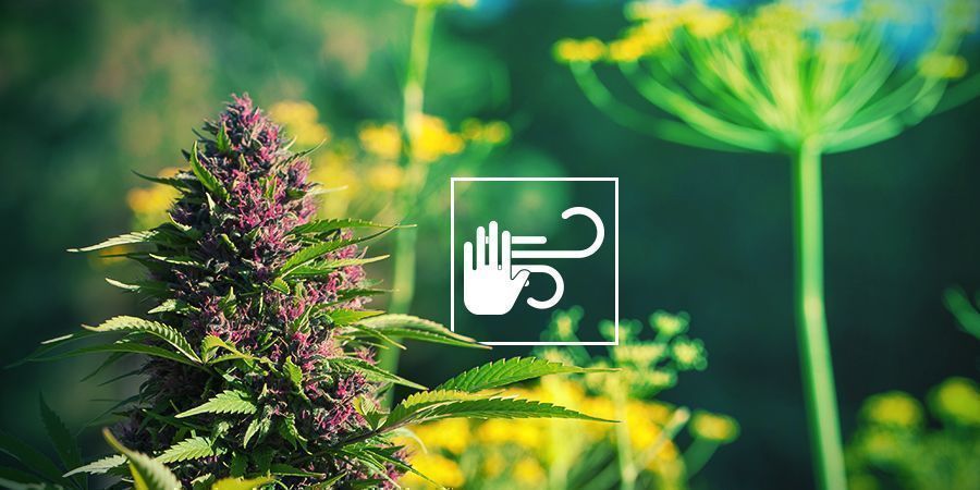PROTEGE O CANNABIS DO VENTO E DO MAU TEMPO