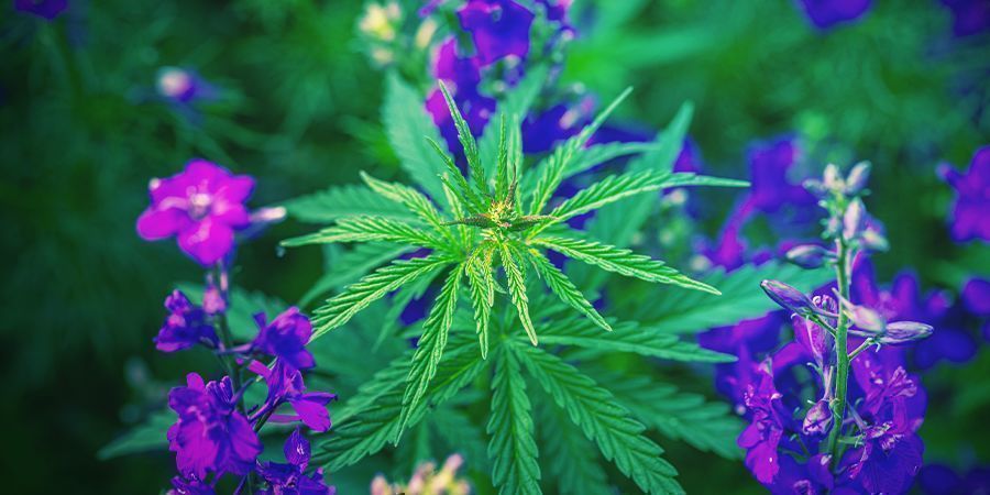O que é o plantio de plantas companheiras?