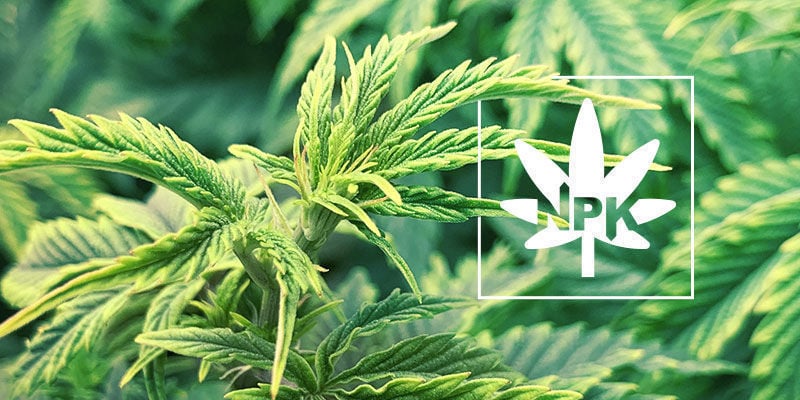 Tudo sobre nutrientes móveis e imóveis nas plantas