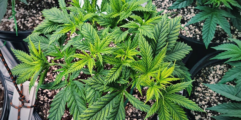Como se expressa a mobilidade dos nutrientes nas plantas de canábis