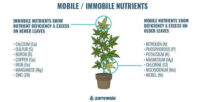 Nutrientes móveis vs. imóveis em plantas
