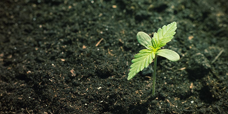 Disponibilidade de nutrientes no cultivo de canábis: composição mineral e orgânica do solo