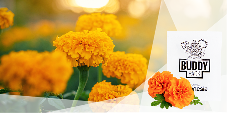 Hide Your Cannabis Grow