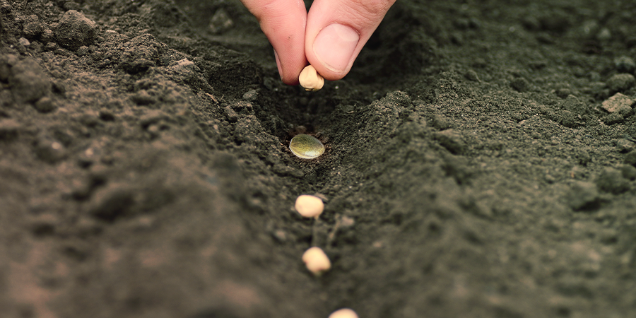 Como integrar o plantio companheiro no seu cultivo de canábis Como integrar o plantio companheiro no seu cultivo de canábis