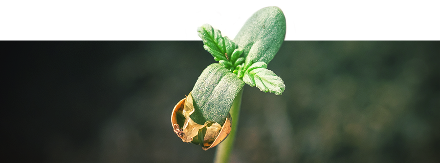 Informação sobre a germinação de canábis
