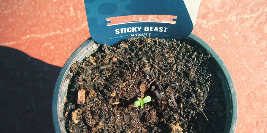 Como germinar sementes de canábis