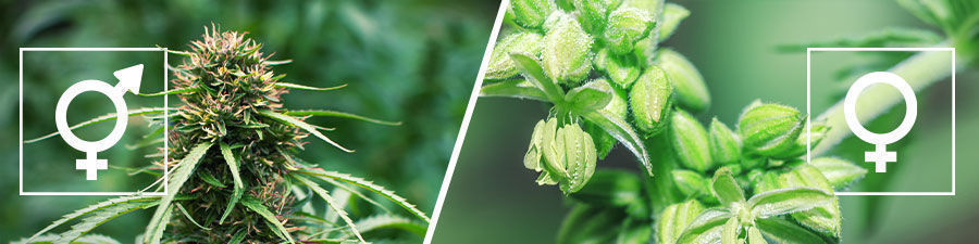 Feminized Vs Regular Cannabis Seeds Feminized vs regular cannabis seeds