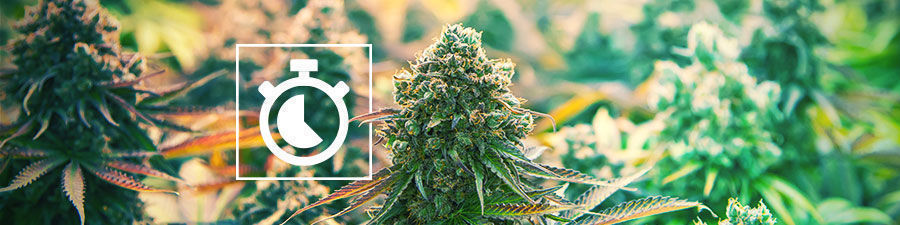 Tempo de floração Tempo de floração