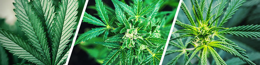 Sementes de cannabis sativa vs indica vs híbrida Sementes de cannabis sativa vs indica vs híbrida