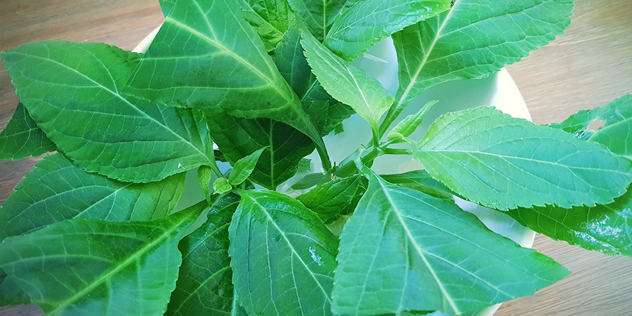 Pode-se cultivar Salvia divinorum?