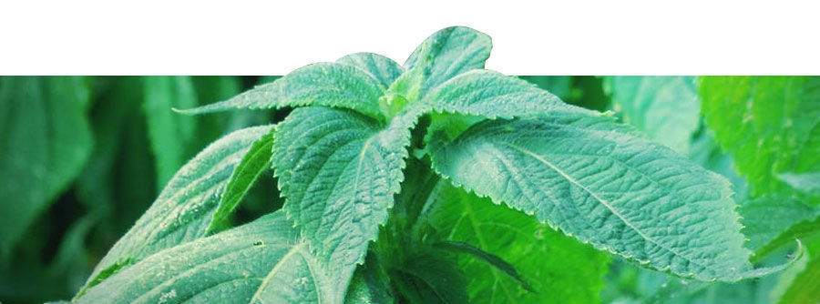 Informação sobre a Salvia divinorum