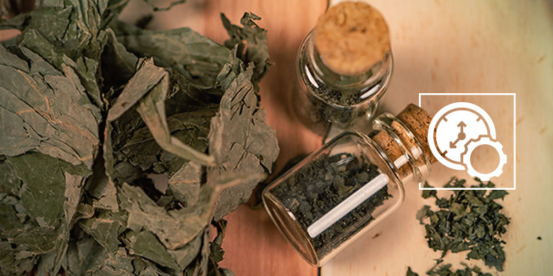 Durante quanto tempo é que a salvia permanece no organismo?