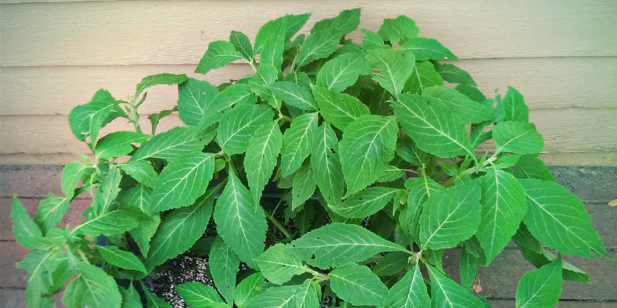 Por que outros nomes é conhecida a Salvia divinorum?