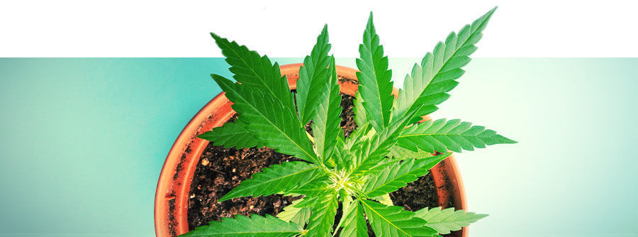 Sementes de canábis autoflorescentes