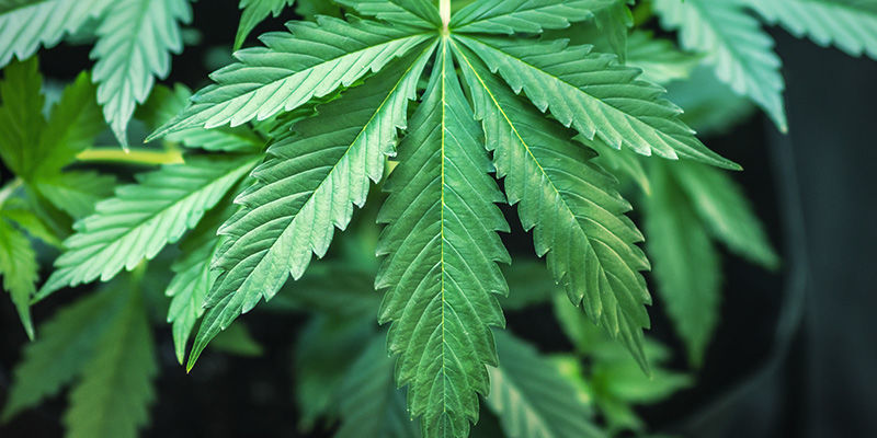 Que plantas são usadas para produzir produtos de CBD com alta percentagem?