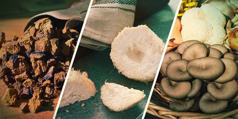Quais cogumelos são adaptogénicos?