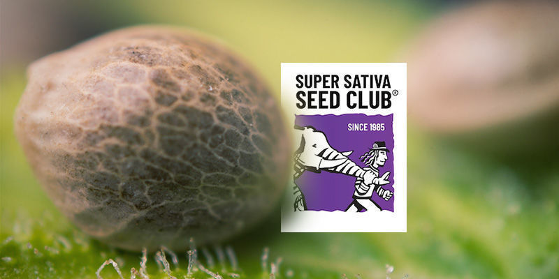 O catálogo da Super Sativa Seed Club contém apenas sementes sativa?