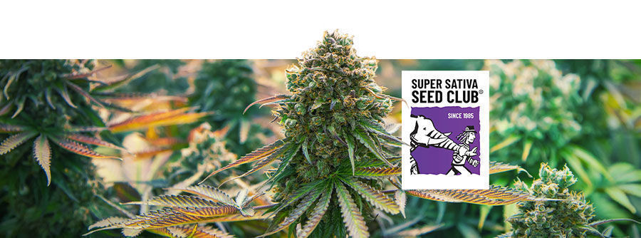 Informação sobre a Super Sativa Seed Club