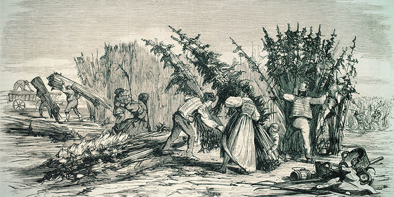 As origens da SSSC (Super Sativa Seed Club)