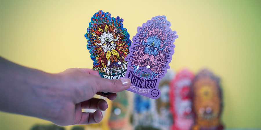 Sementes de qualidade Exotic Seed