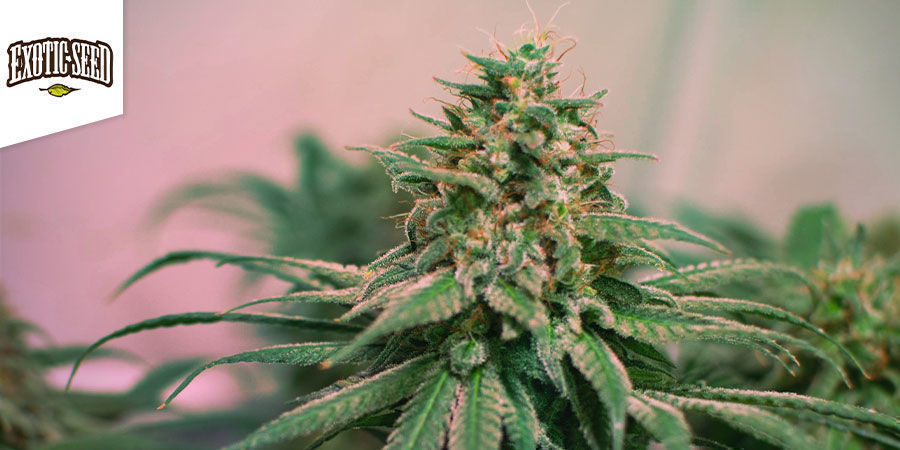Spicy Bitch - Exotic Seed