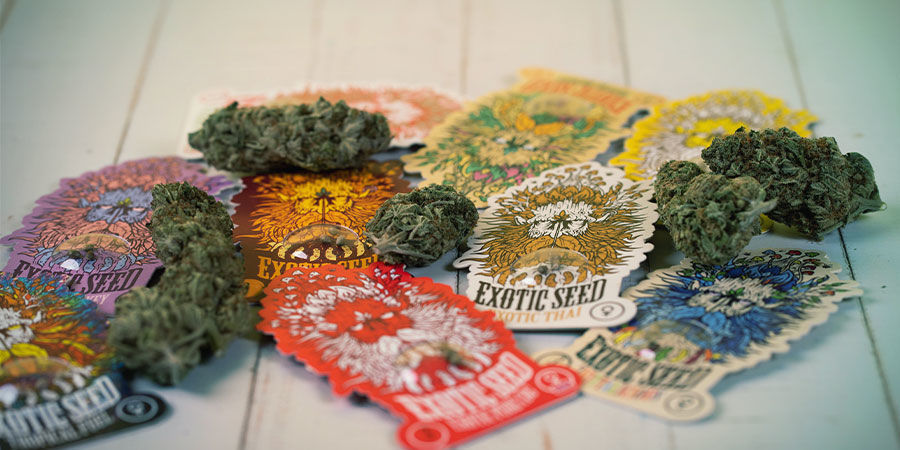 Quem são a Exotic Seed?