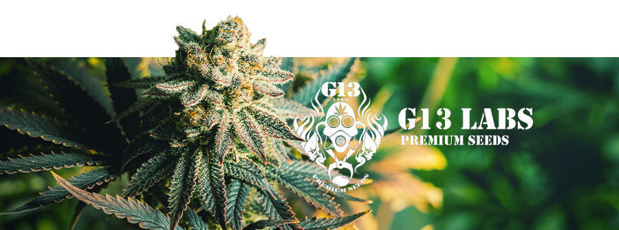 G13 Labs - Cannabis Seeds G13 Labs - Cannabis Seeds