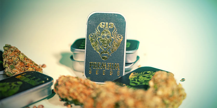 Quais são as 3 principais variedades de canábis da G13 Labs? Top 3 Cannabis Strains By G13 Labs