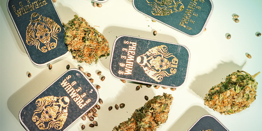 Porque escolher a G13 Labs? Porque escolher a G13 Labs?