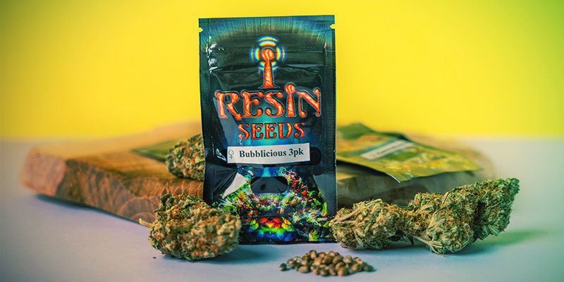 O que torna as Resin Seeds especiais? O que torna as Resin Seeds especiais?